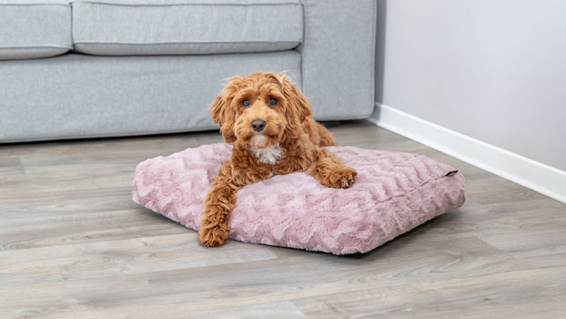 Labradoodle hund p&aring; hunds&auml;ng