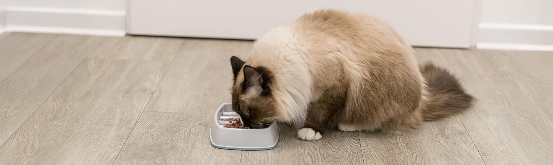 En katt &auml;ter v&aring;tfoder ur en l&aring;g matsk&aring;l p&aring; golvet.