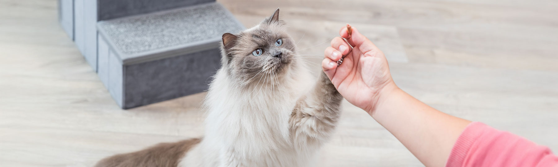 En l&aring;ngh&aring;rig katt med bl&aring; &ouml;gon str&auml;cker upp tassen mot en hand som h&aring;ller i kattgodis