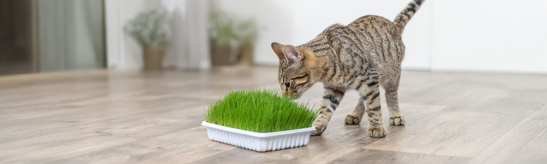 Randig katt nosar p&aring; frodigt gr&ouml;nt kattgr&auml;s