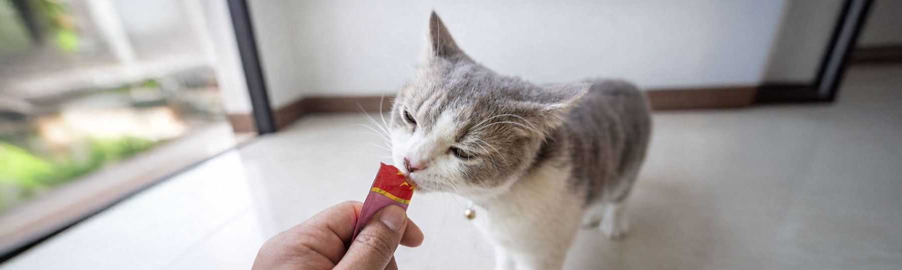 En katt f&aring;r flytande slickgodis direkt fr&aring;n en portionsf&ouml;rpackning.