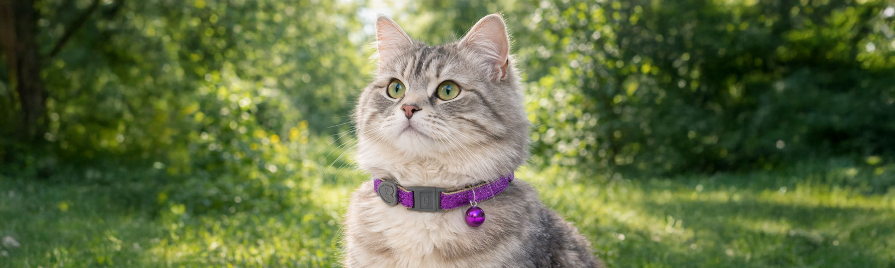 En ljusgr&aring; katt med gr&ouml;na &ouml;gon sitter utomhus i gr&auml;set och b&auml;r ett lila katthalsband med bj&auml;llra.