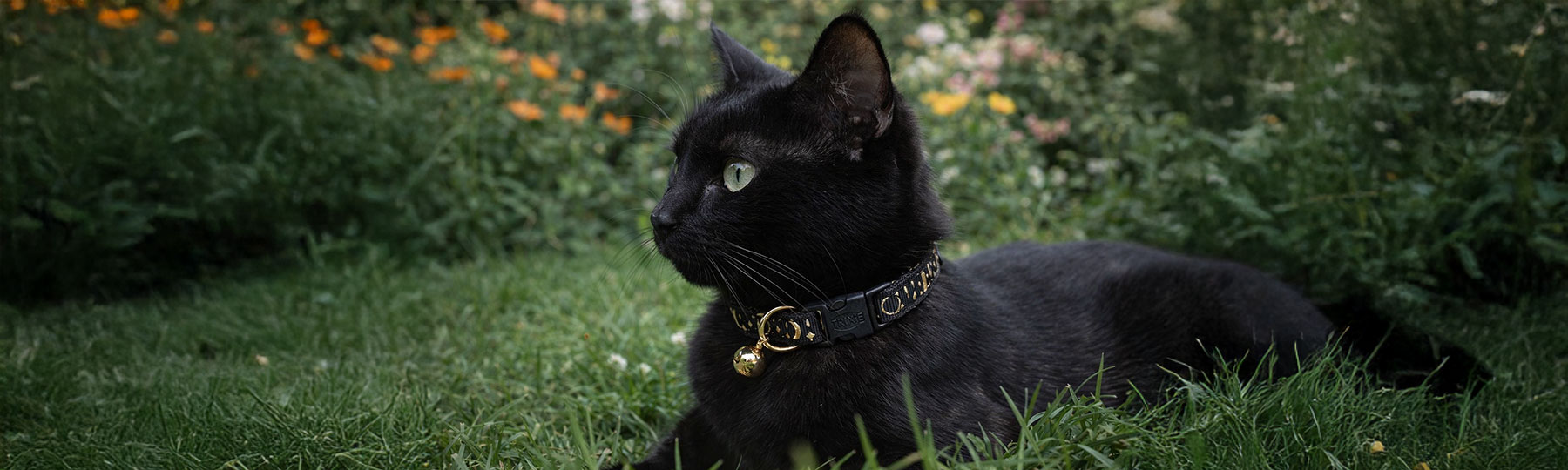 En svart katt med gr&ouml;na &ouml;gon ligger i gr&auml;set utomhus och b&auml;r ett m&ouml;rkt katthalsband med guldf&auml;rgade detaljer och bj&auml;llra.