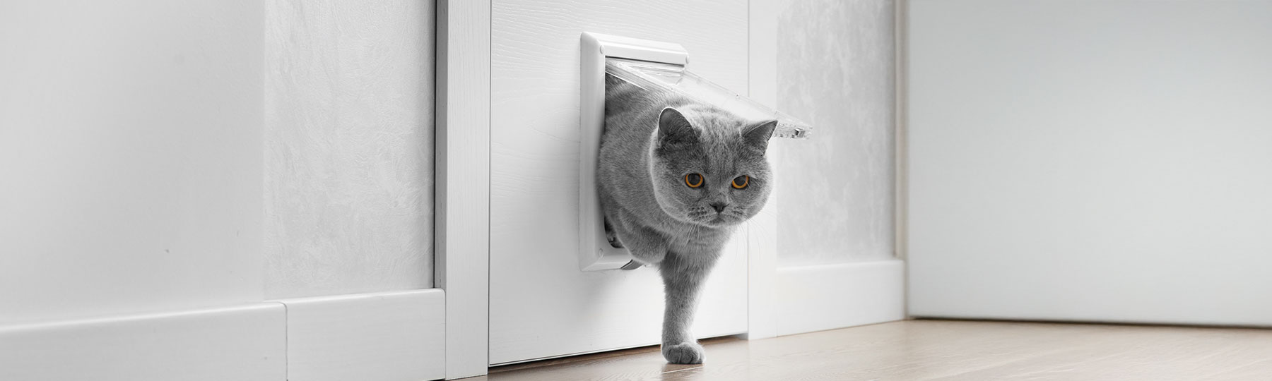 En gr&aring; katt passerar genom en vit kattd&ouml;rr med genomskinlig lucka som sitter monterad i en d&ouml;rr.