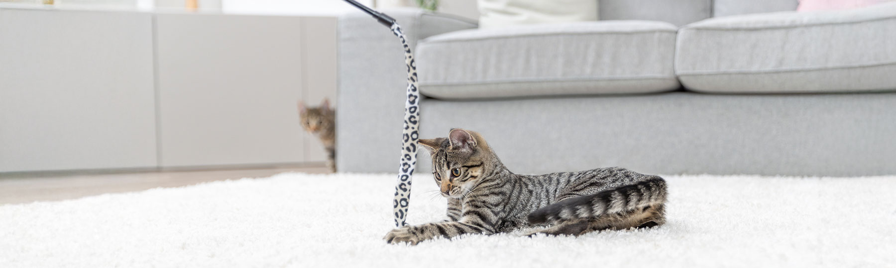 En randig kattunge ligger p&aring; en vit matta och leker med en kattvippa i ett ljust vardagsrum