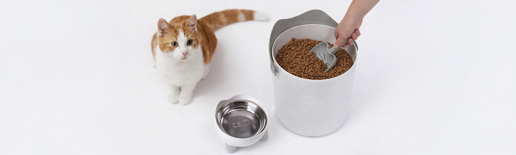 En orangevit katt sitter bredvid en foderburk fylld med kattmat