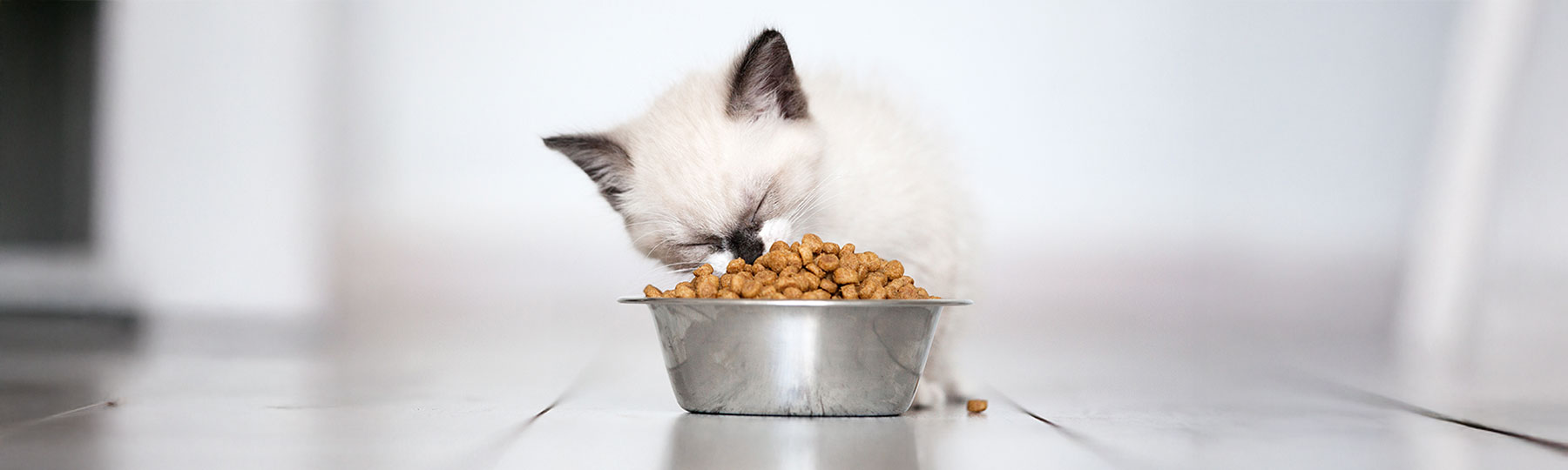 En ljus kattunge &auml;ter torrfoder ur en rostfri kattmatsk&aring;l p&aring; ett ljust golv inomhus