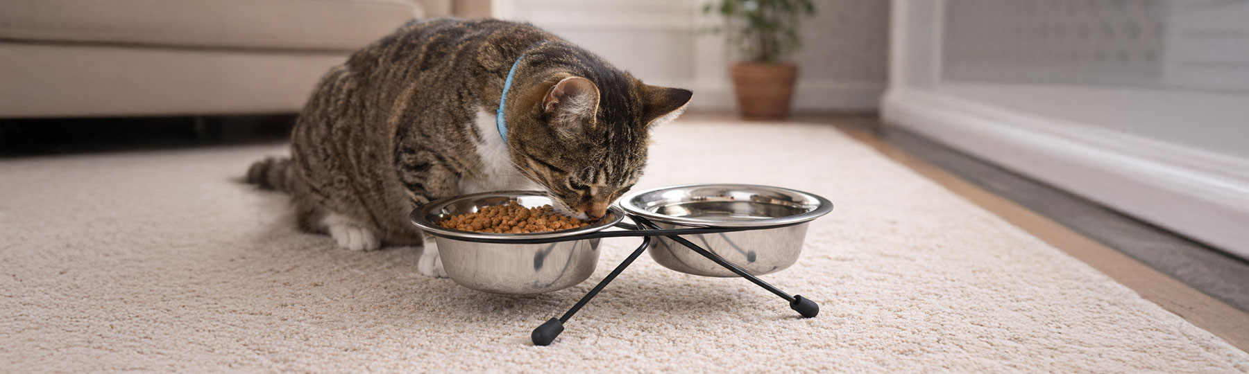 En randig katt &auml;ter ur en upph&ouml;jd matbar med tv&aring; rostfria sk&aring;lar