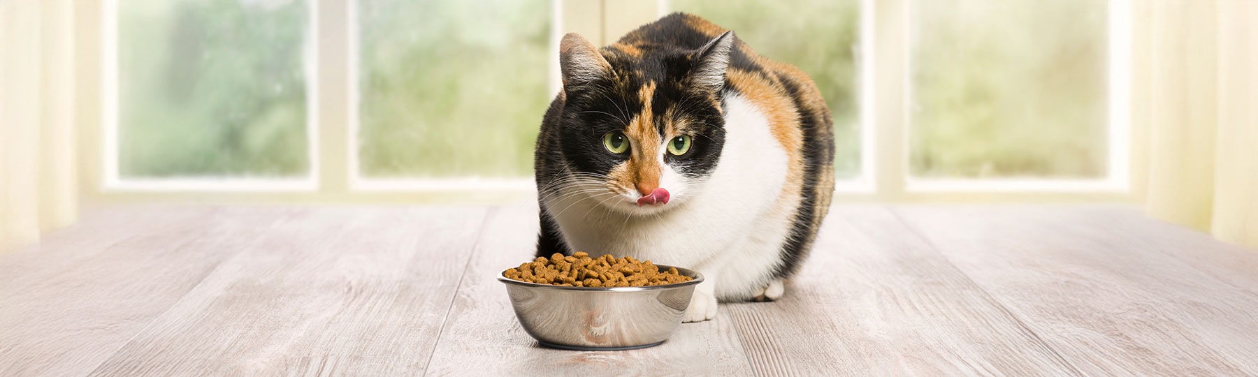 En tref&auml;rgad katt sitter framf&ouml;r en metallsk&aring;l med torrfoder p&aring; ett ljust golv i en ljus inomhusmilj&ouml;