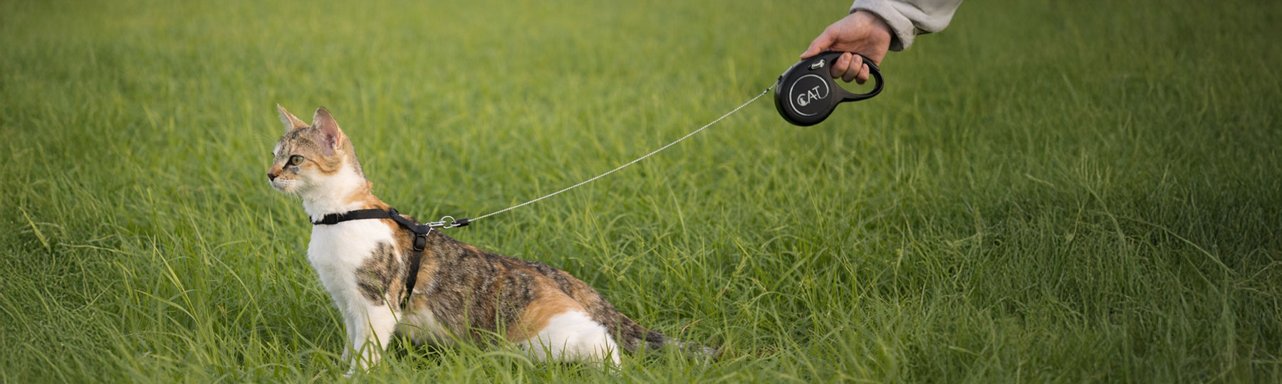 En katt med sele g&aring;r i h&ouml;gt gr&auml;s utomhus medan en person h&aring;ller ett svart flexi rullkoppel.