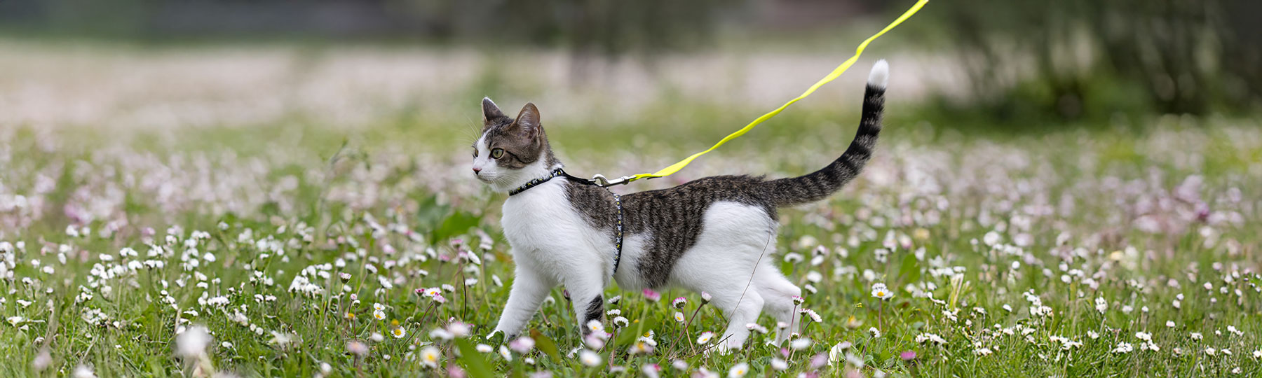 En vit och gr&aring;randig katt g&aring;r utomhus med sele och koppel i en gr&ouml;n, blommande milj&ouml;.