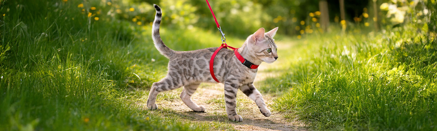 En katt promenerar fram&aring;t p&aring; en naturstig med r&ouml;d kattsele och koppel i solsken.