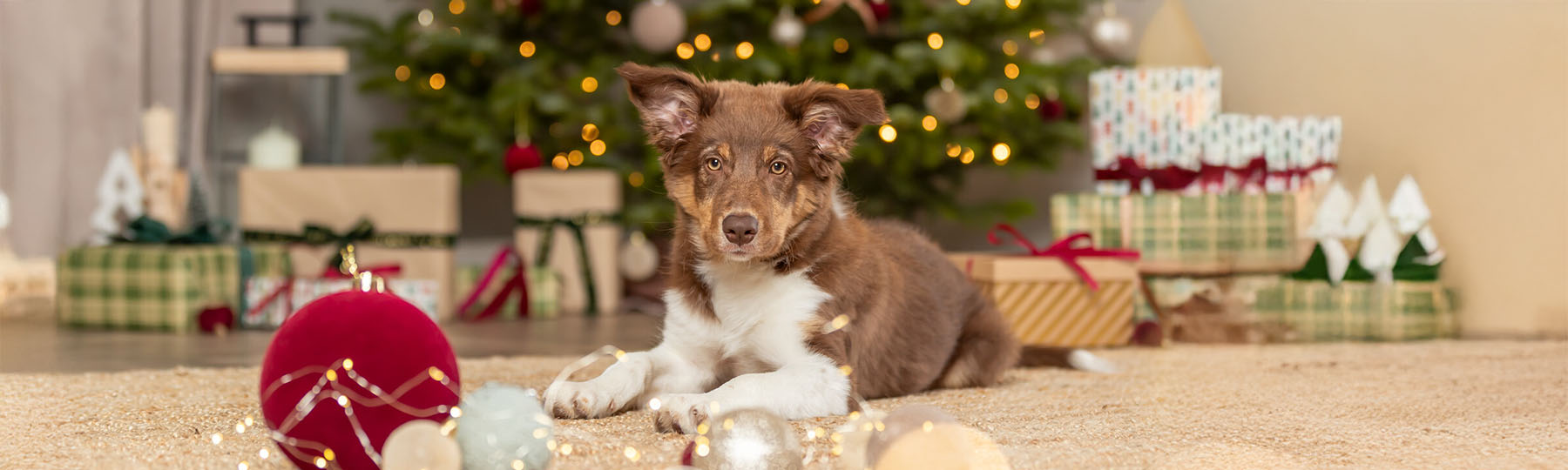 Julprodukter till hund