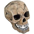 Dödskalle Spräckt 20 cm