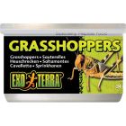Exo Terra Grasshoppers Gräshoppor