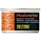 Exo Terra Mealworms Mjölmaskar