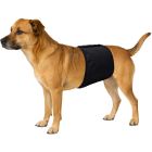 Kisskydd Hanhund