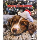 Adventskalender Hund