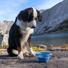 Kurgo Collaps-A-Bowl Blå 710ml. Smart och ultrakompakt hundskål. 