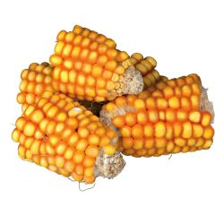 Pieces Maize Cobs