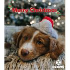 Adventskalender Hund
