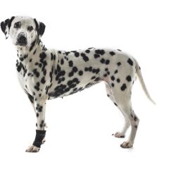 ReDog Handledsskydd XS