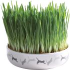 Kattgräs i keramikskål