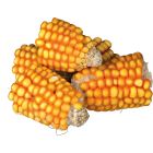 Pieces Maize Cobs